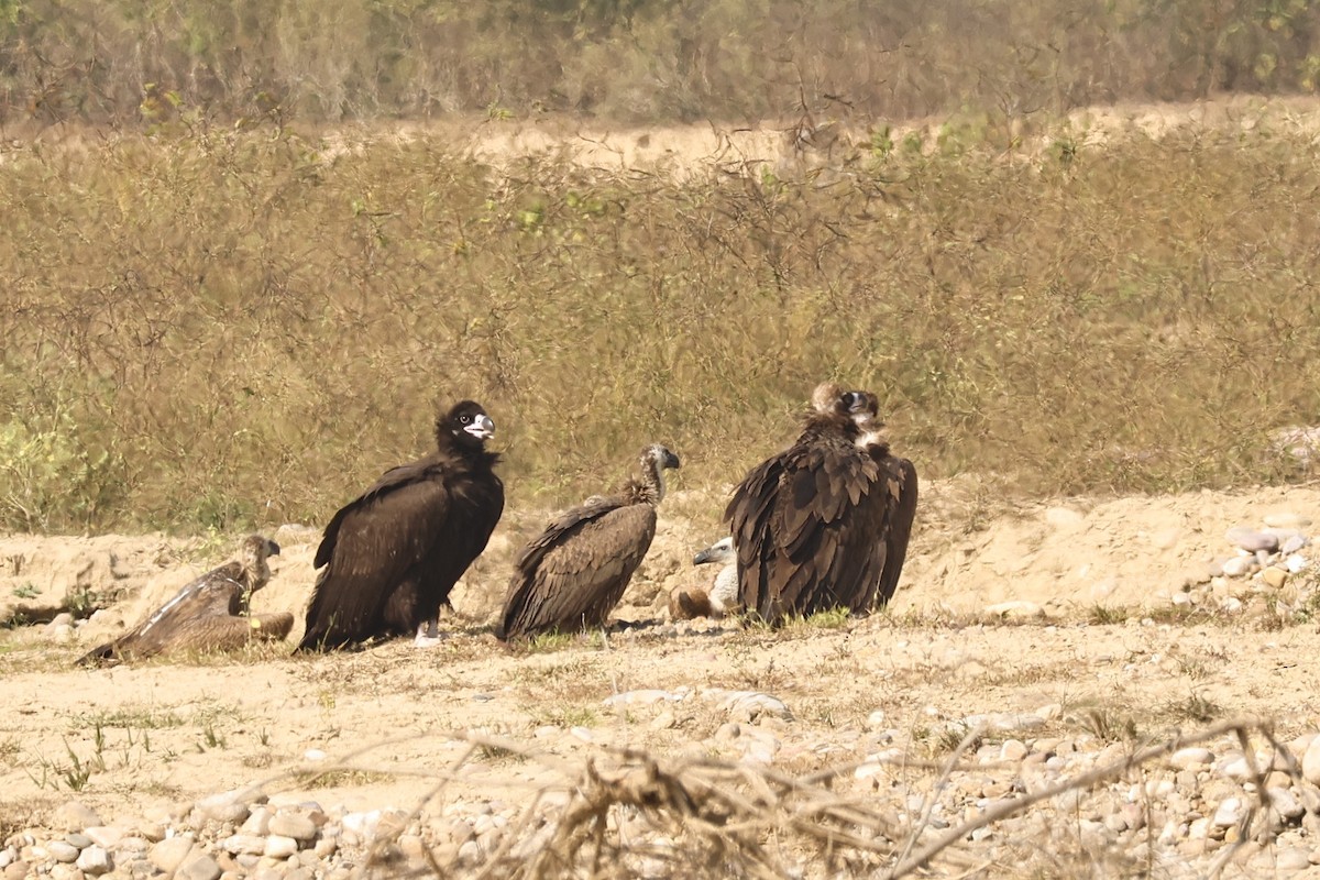 sup hnědý - ML646735704