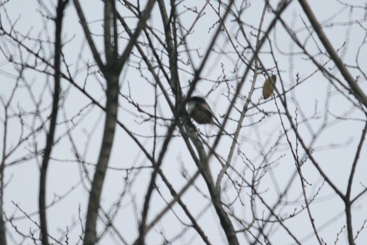 Long-tailed Tit - ML646735705