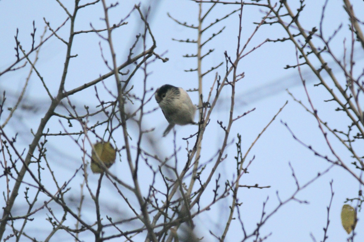 Long-tailed Tit - ML646735706