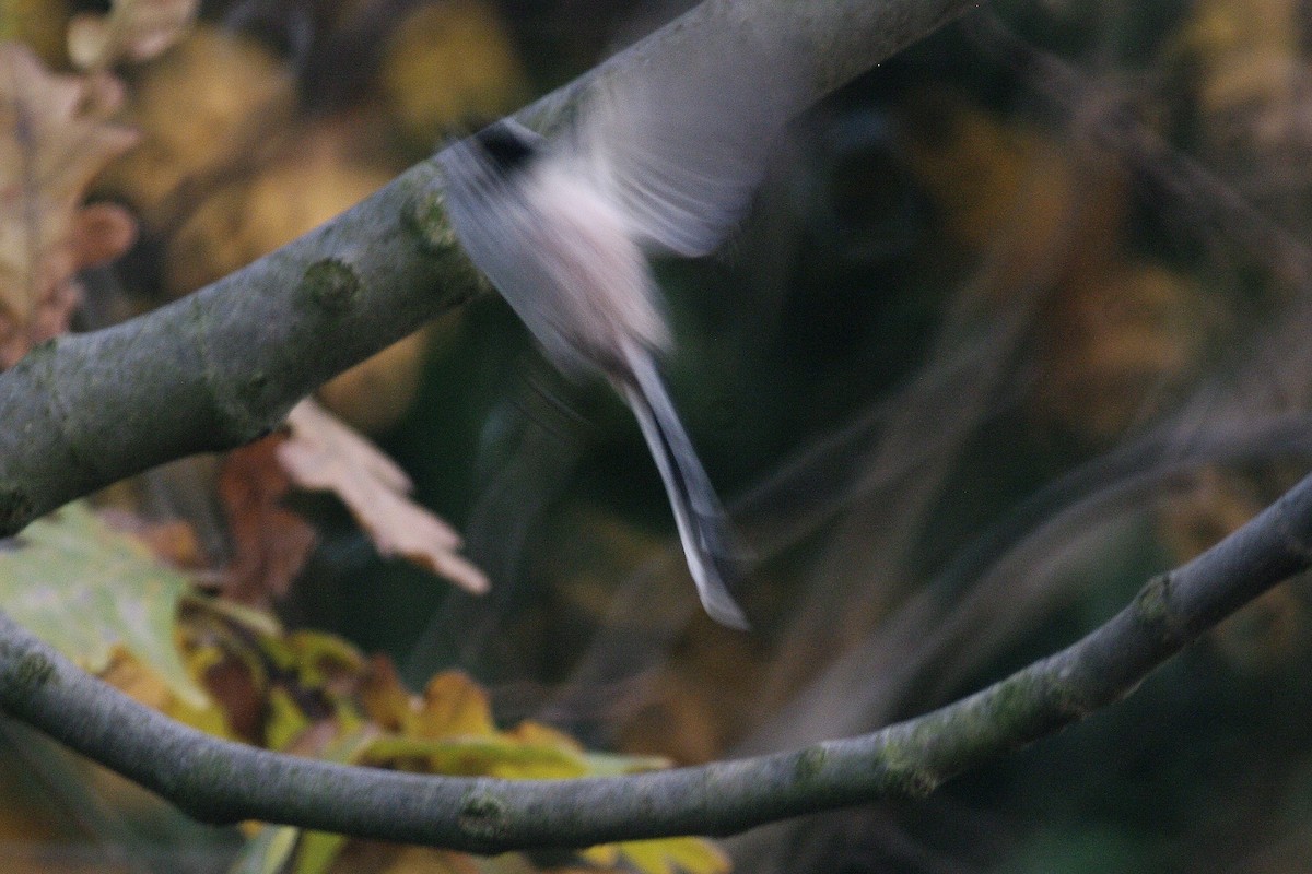 Long-tailed Tit - ML646735707