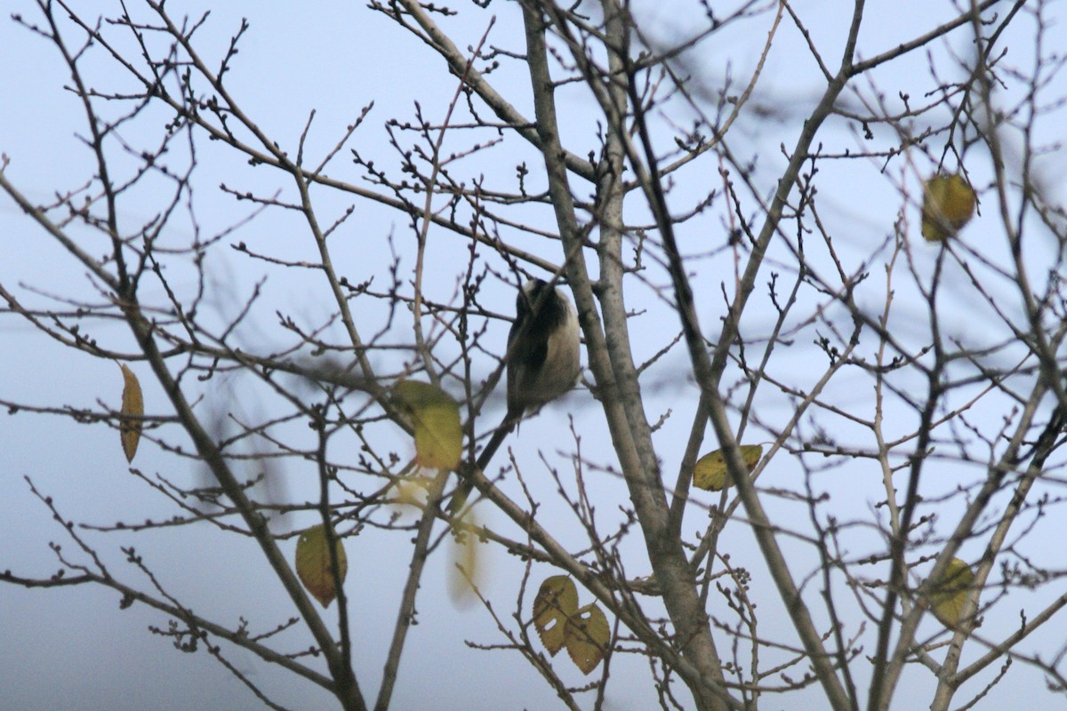 Long-tailed Tit - ML646735708