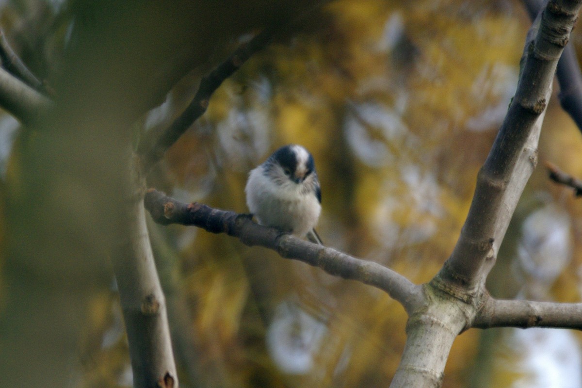 Long-tailed Tit - ML646735709