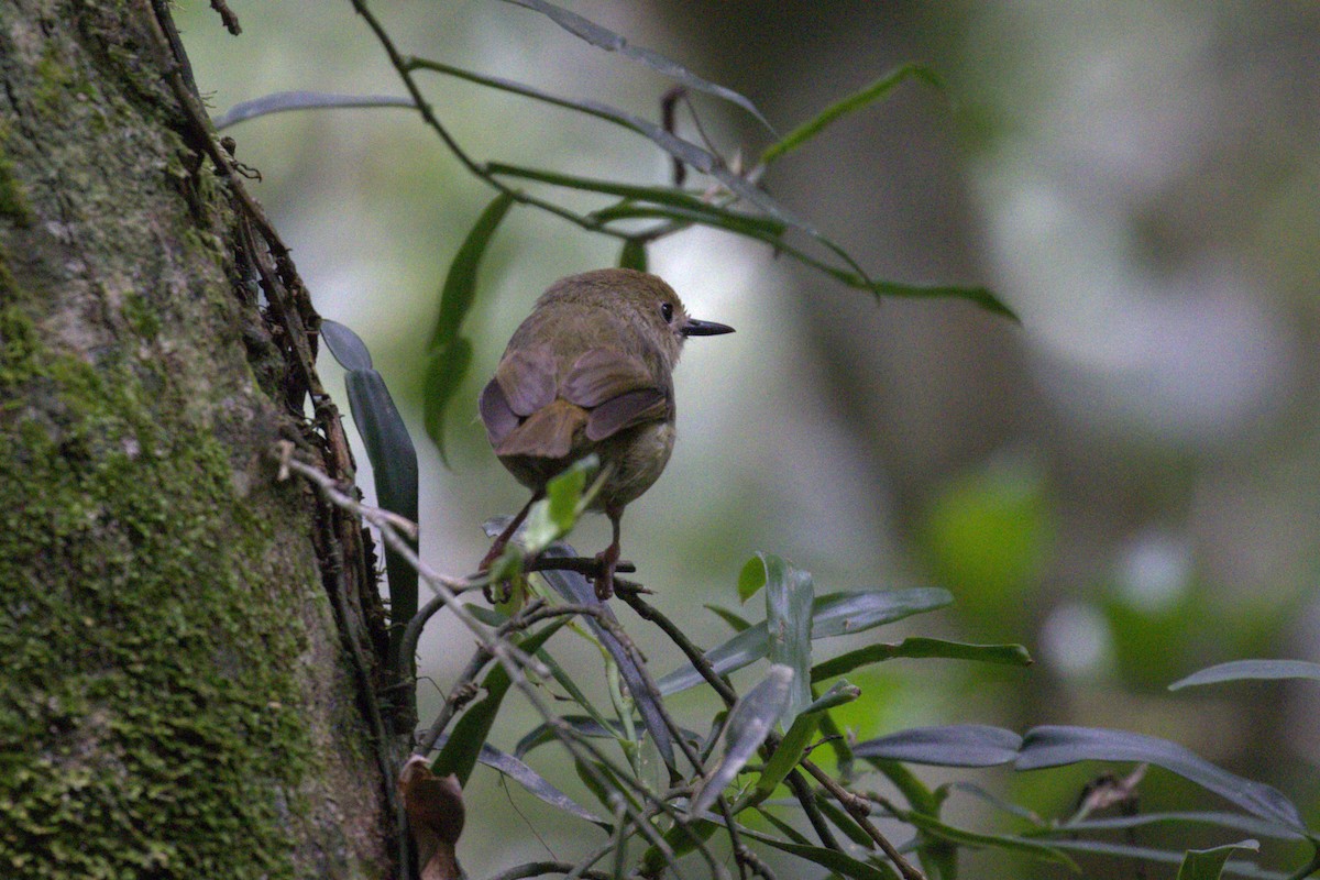 Large-billed Scrubwren - ML646735710