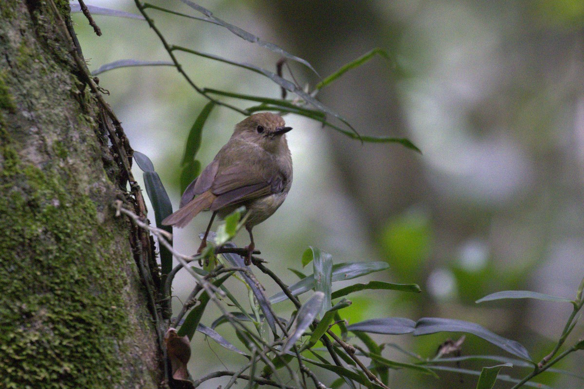 Large-billed Scrubwren - ML646735711
