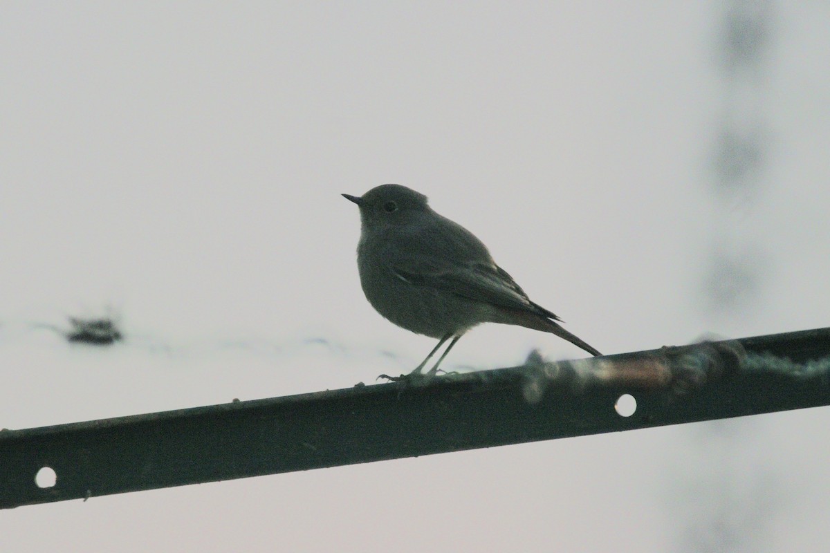 Common/Black Redstart - ML646735712