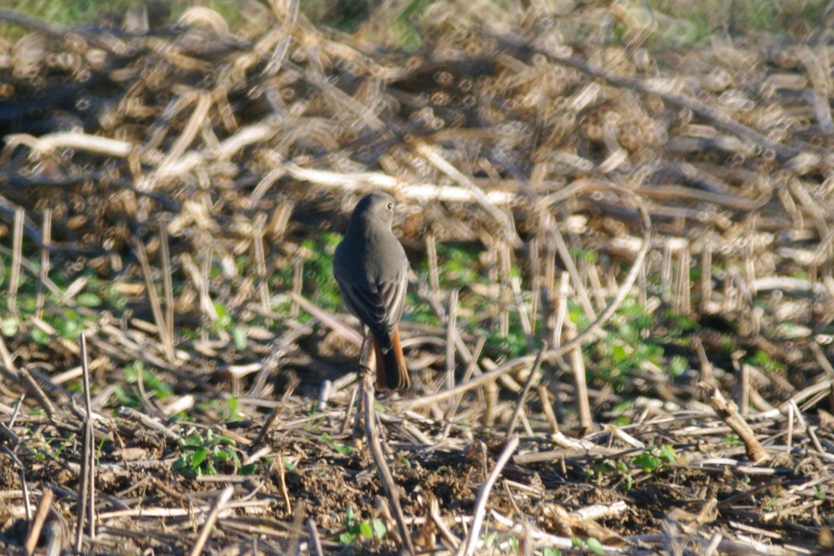 Common/Black Redstart - ML646735713