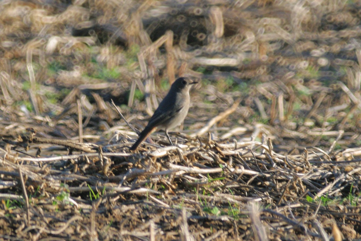 Common/Black Redstart - ML646735714