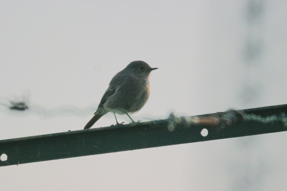 Common/Black Redstart - ML646735715