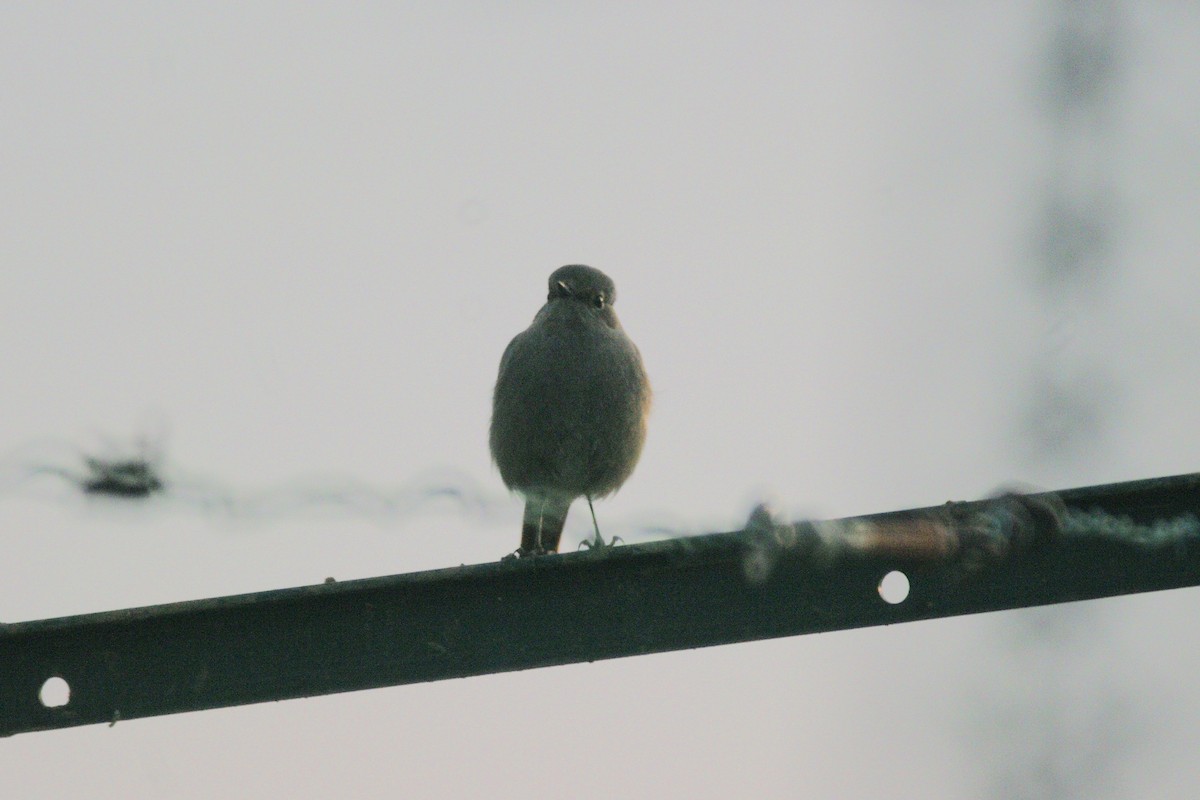 Common/Black Redstart - ML646735716