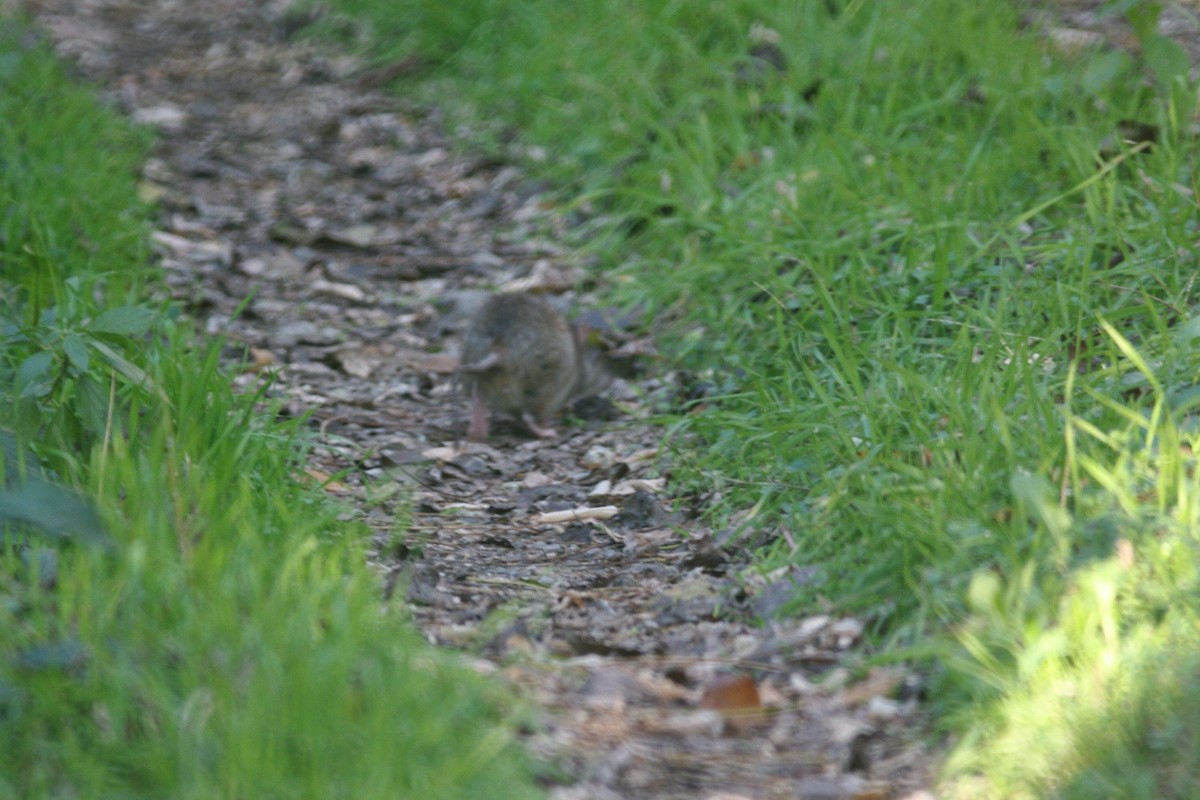 European Wood Mouse - ML646735717