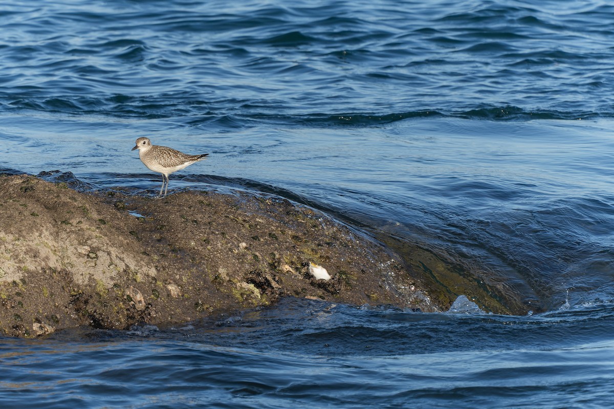 Black-bellied Plover - ML646735721