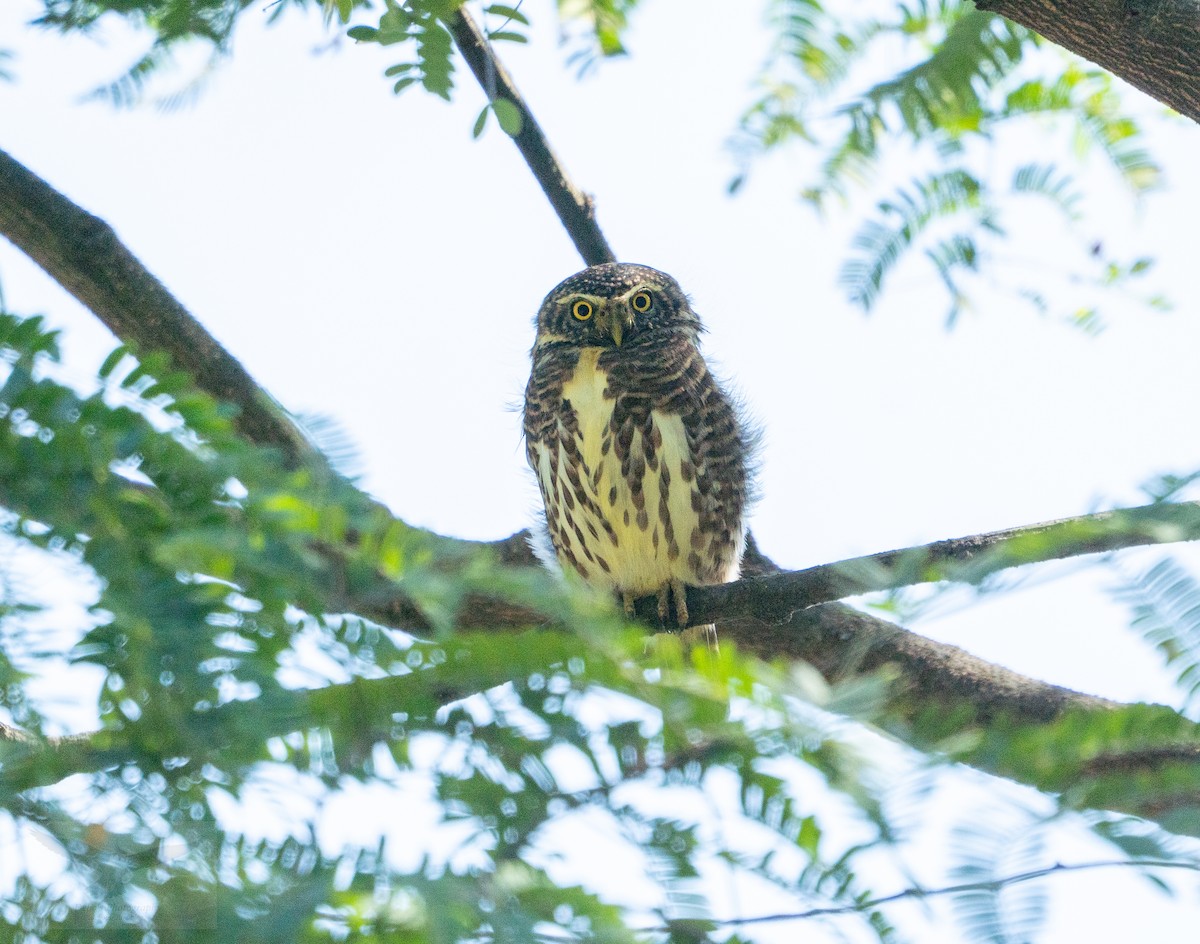 Collared Owlet - ML646735723