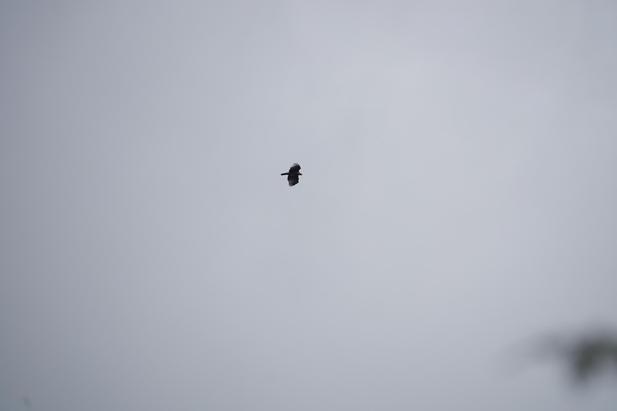 熊鷹 - ML646735726