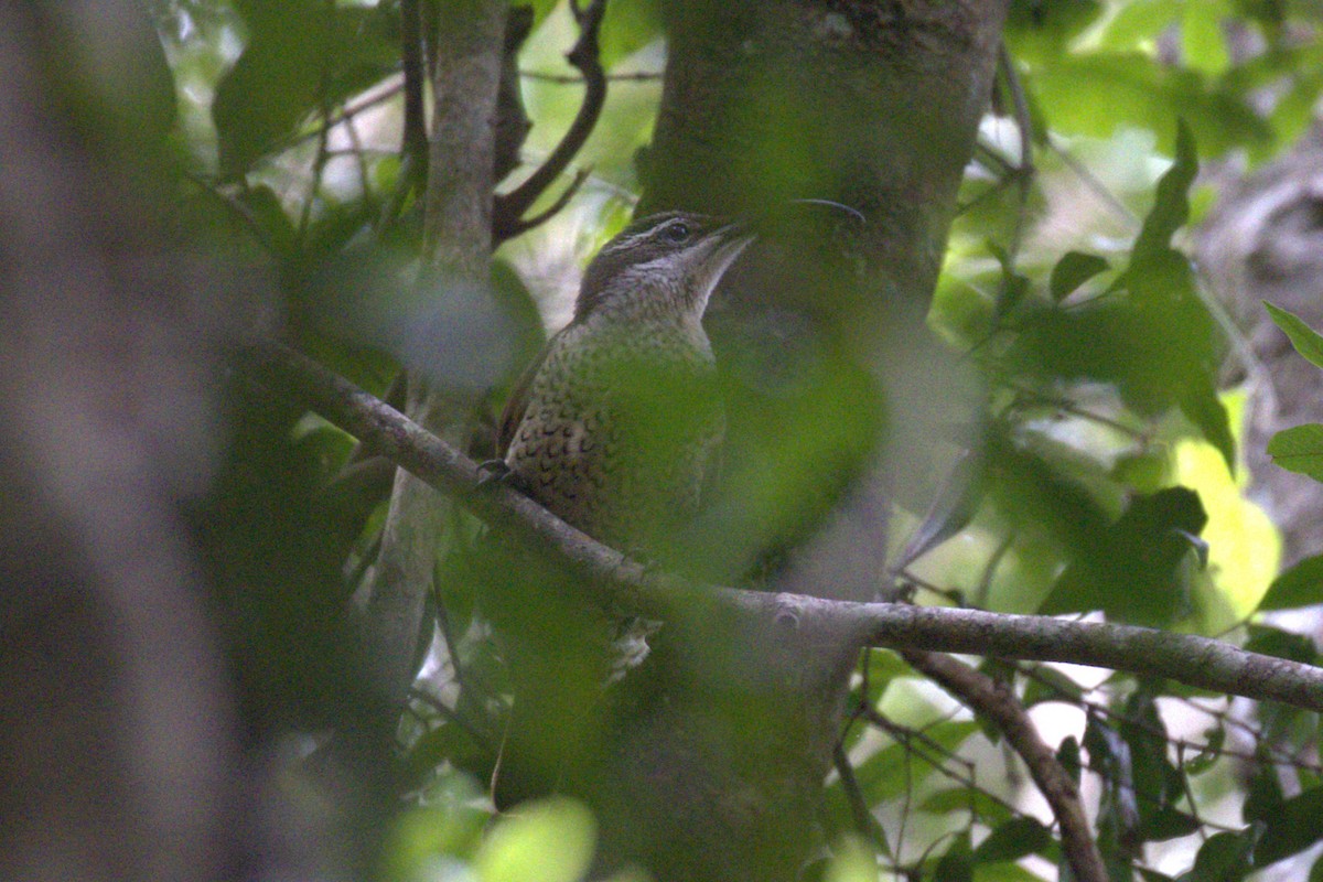 Paradise Riflebird - ML646735728