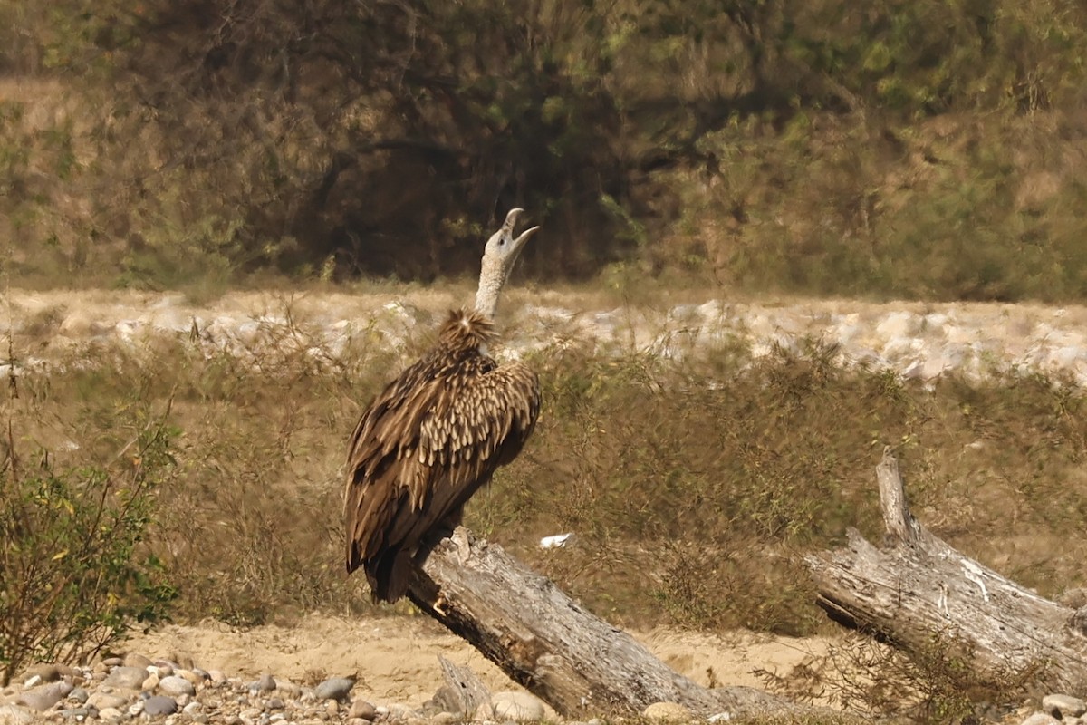 Himalayan Griffon - ML646735729