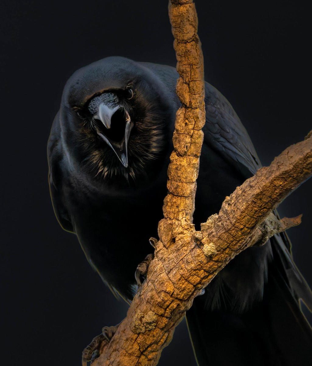 Рыбная ворона - ML646735730