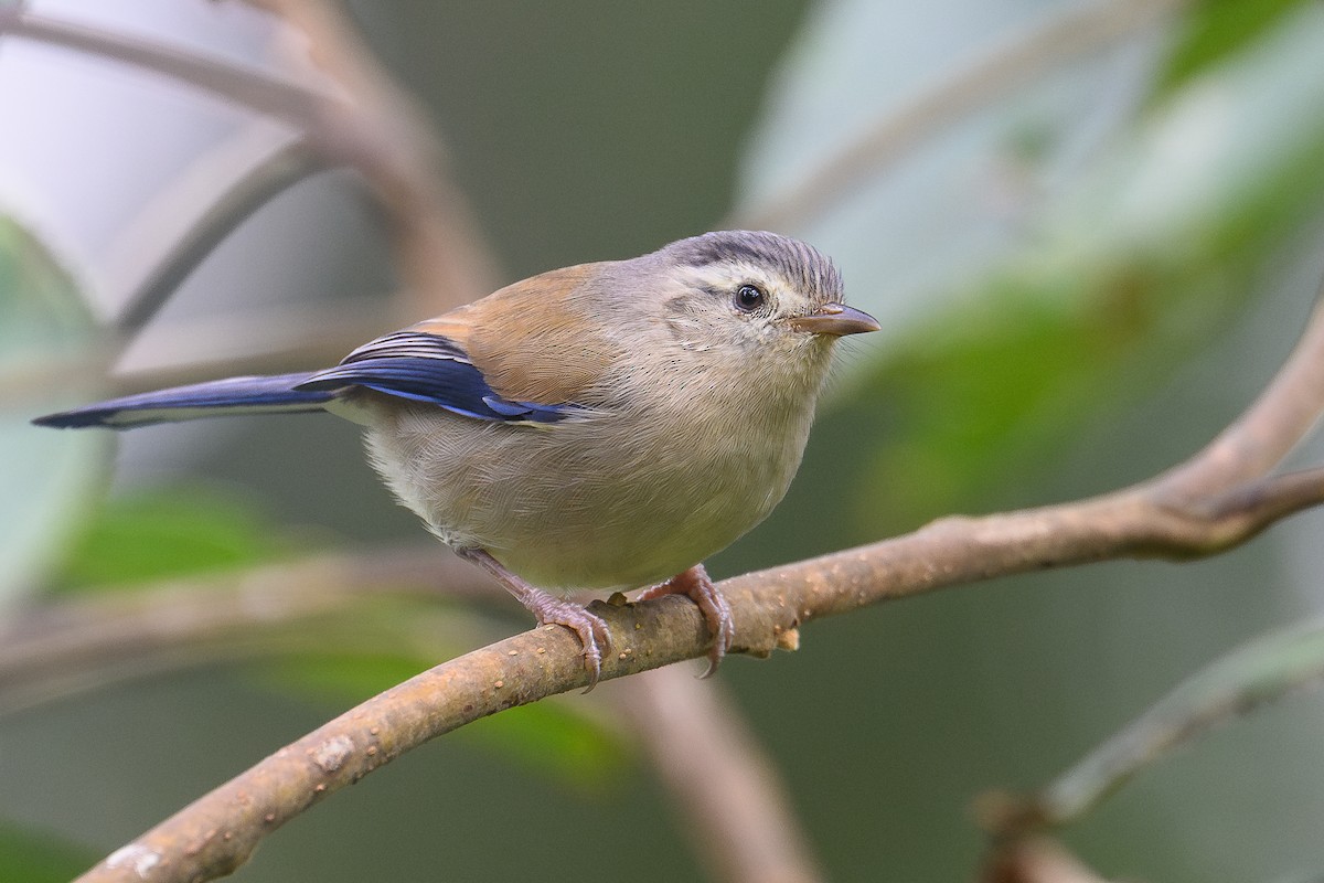 Blue-winged Minla - ML646735731