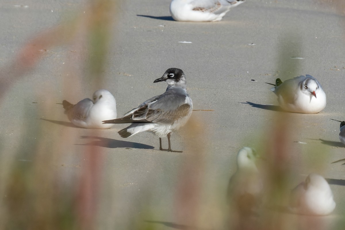 Franklin's Gull - ML646735734