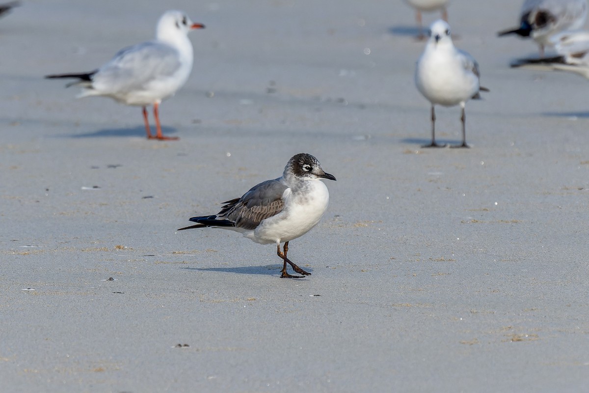 Franklin's Gull - ML646735735