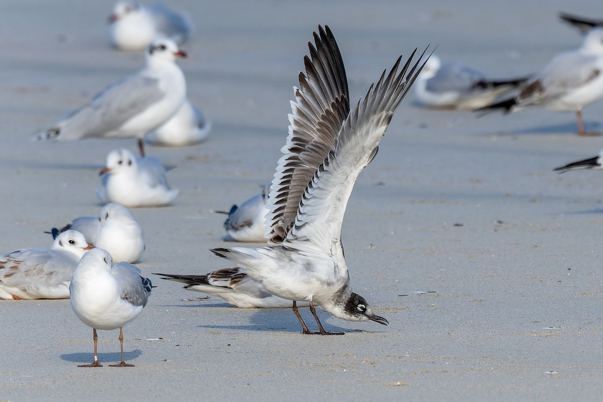 Franklin's Gull - ML646735736