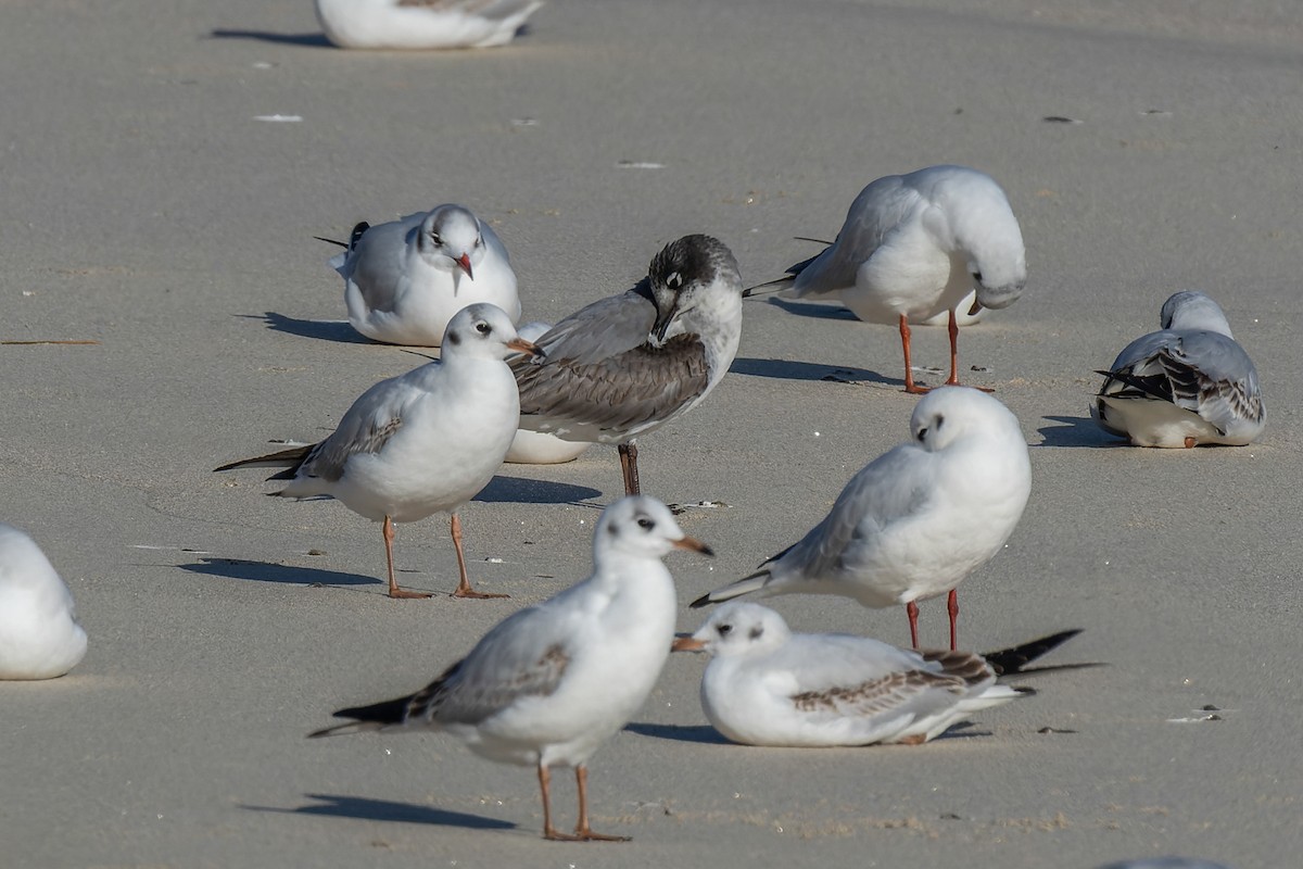 Franklin's Gull - ML646735737