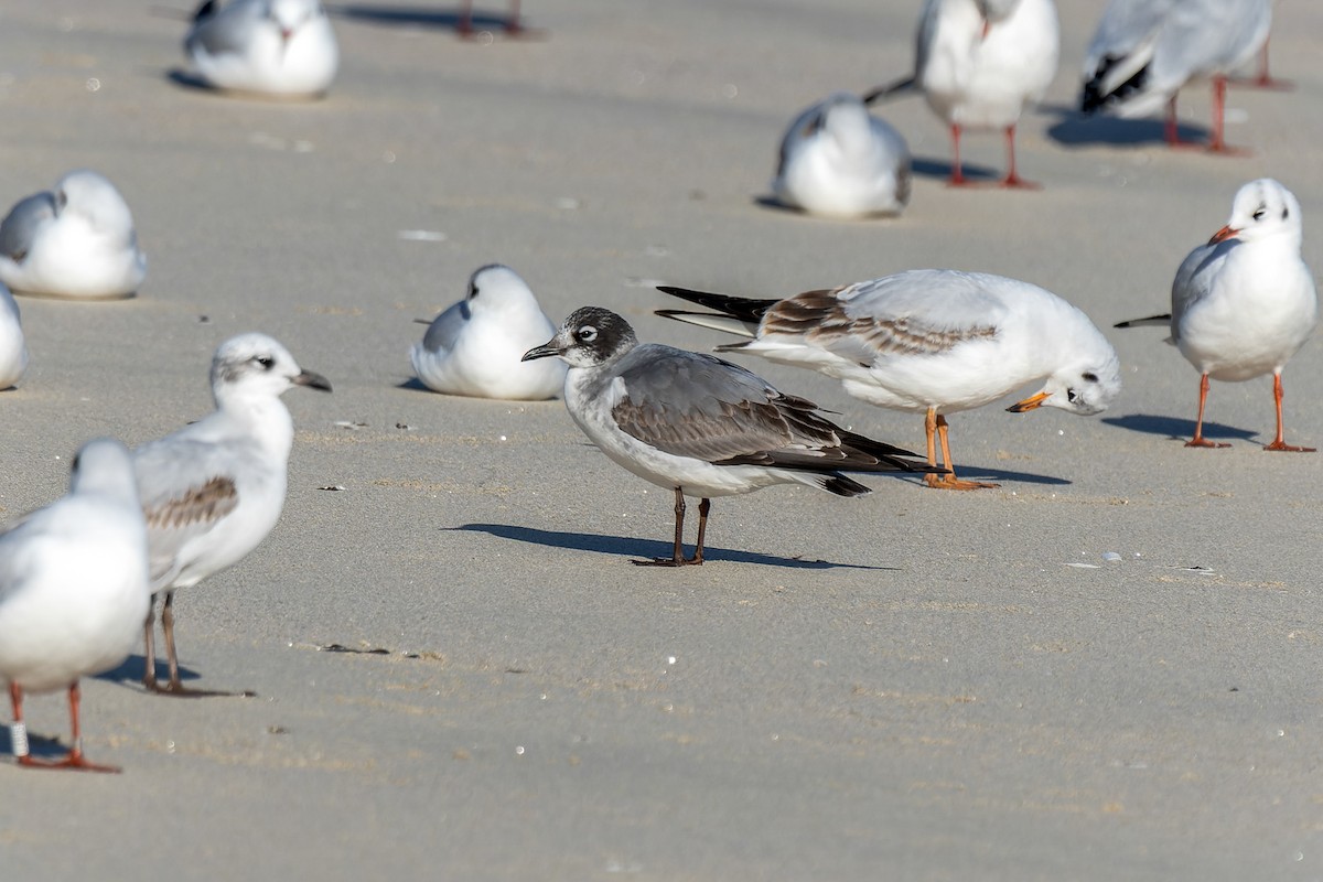 Franklin's Gull - ML646735738