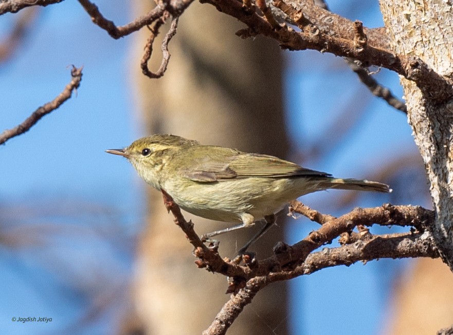Greenish Warbler - ML646735739