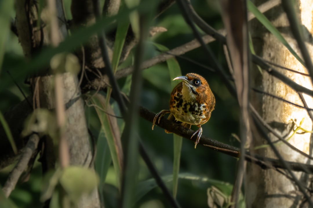 Ardıç Benekli Kıvrıkgaga - ML646735740