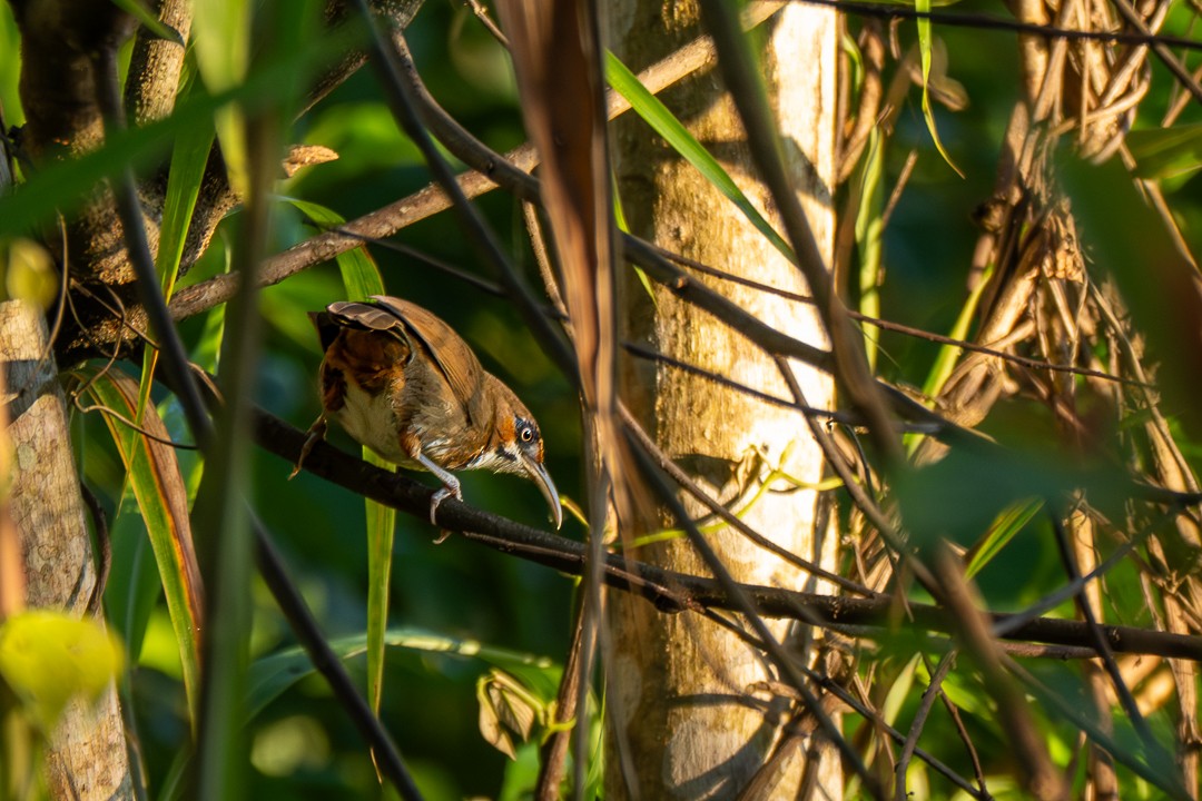 Ardıç Benekli Kıvrıkgaga - ML646735742