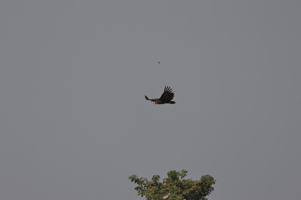 sup hnědý - ML646735743