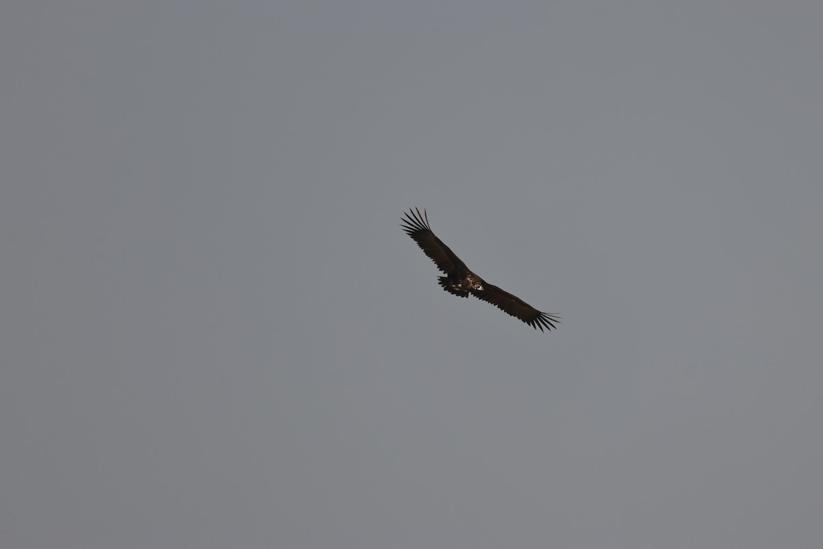 sup hnědý - ML646735744