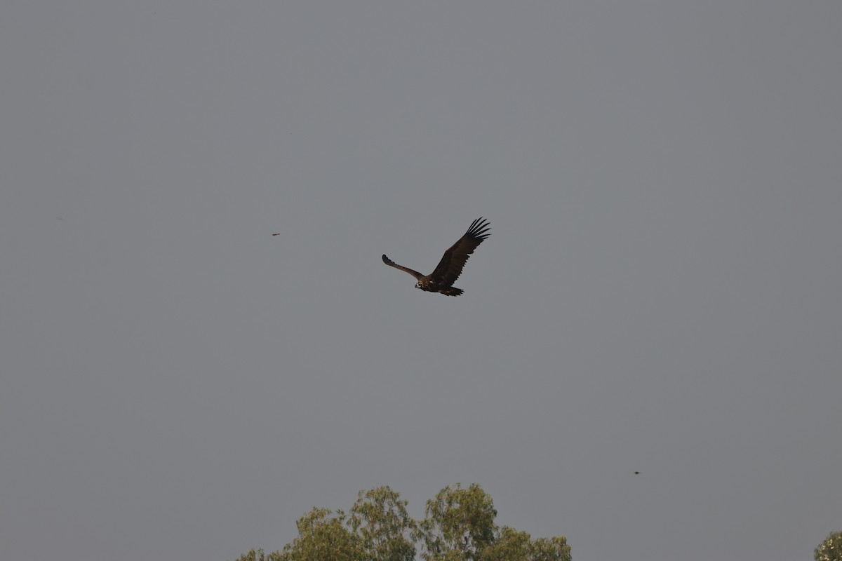 sup hnědý - ML646735746