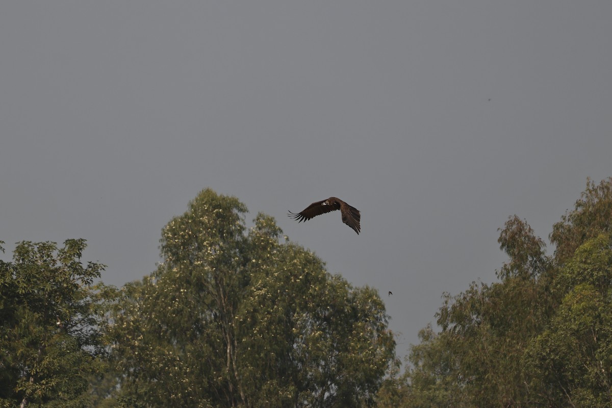 sup hnědý - ML646735747