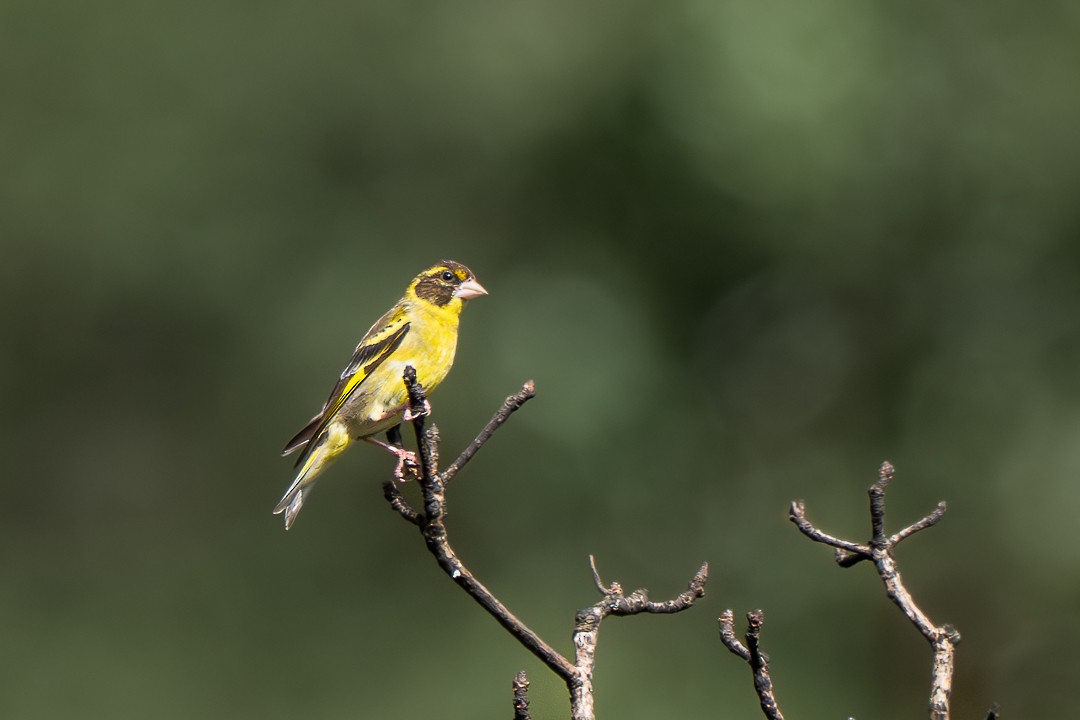 Sarı Göğüslü Florya - ML646735748