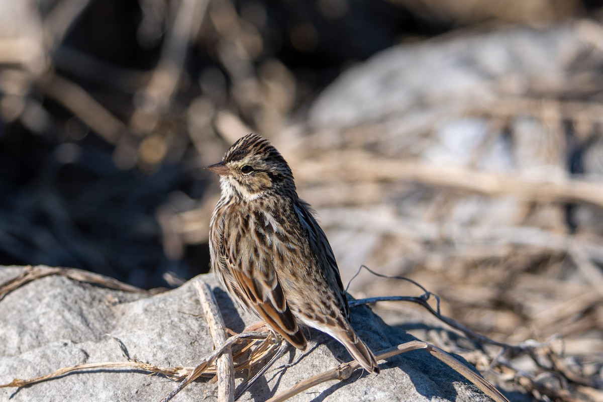 Savannah Sparrow - ML646735749