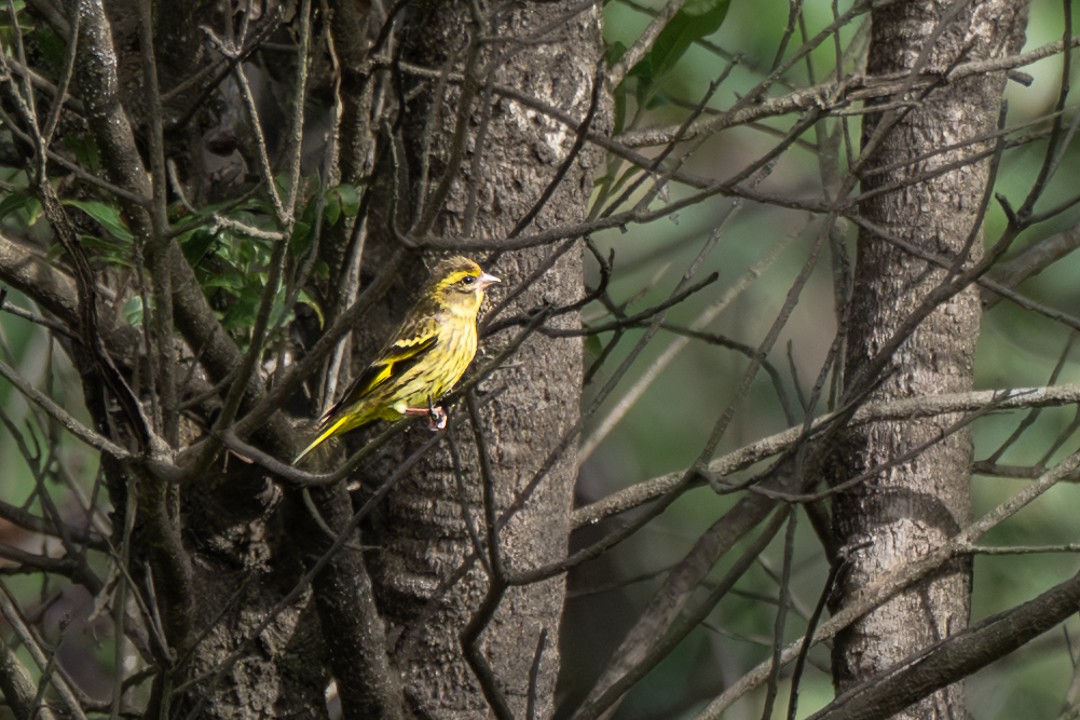 Sarı Göğüslü Florya - ML646735750