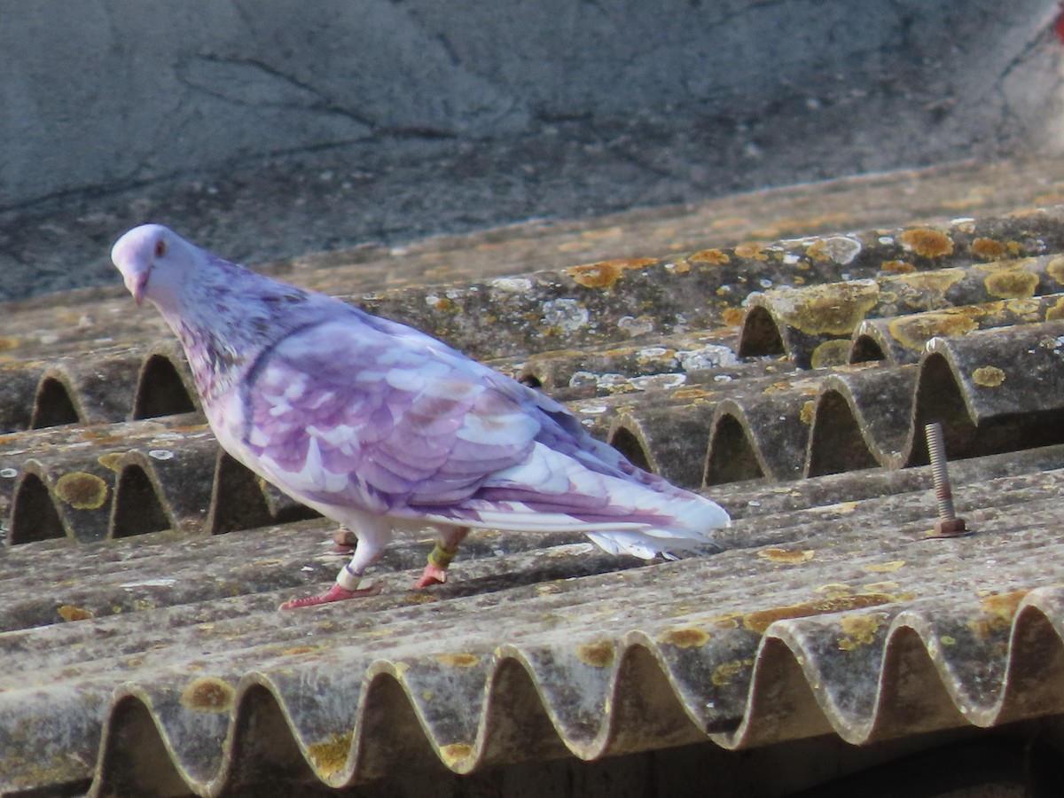 Голуб сизий (міський) - ML646735751