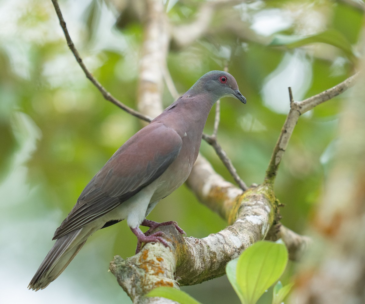 Paloma Colorada - ML646735753