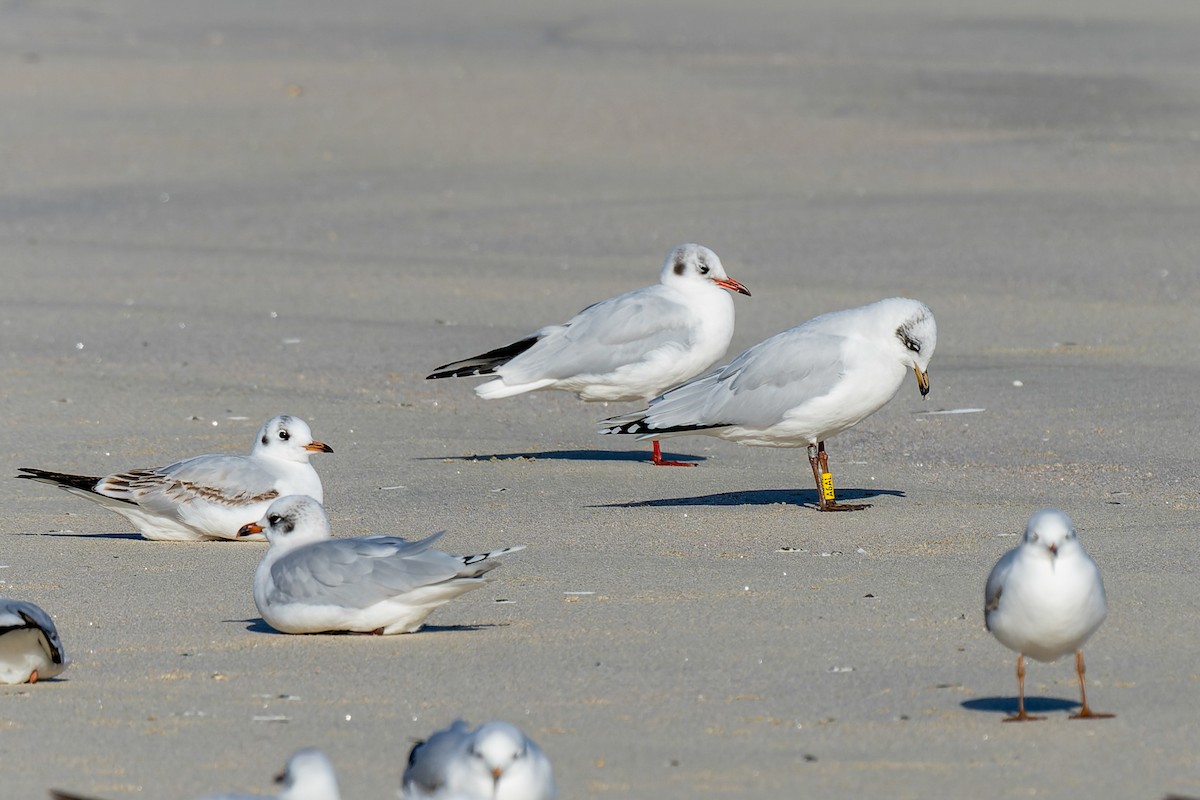 ニシズグロカモメ - ML646735756