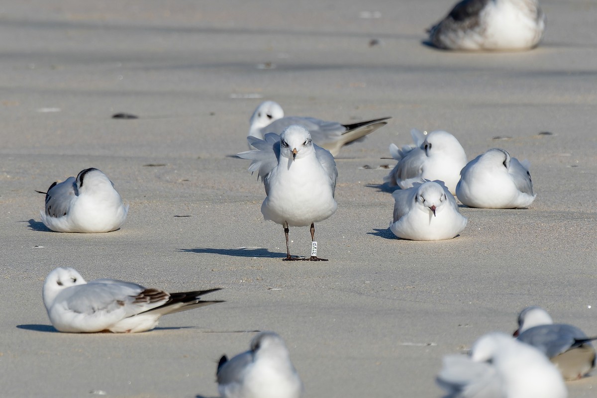 ニシズグロカモメ - ML646735757