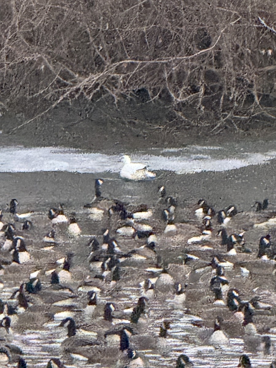 husa sněžní - ML646735760