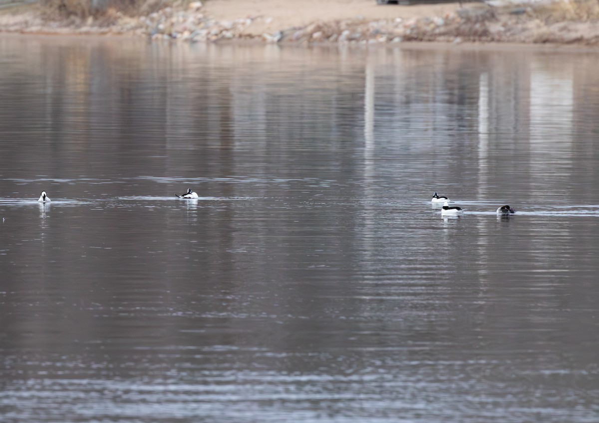 Bufflehead - ML646735761