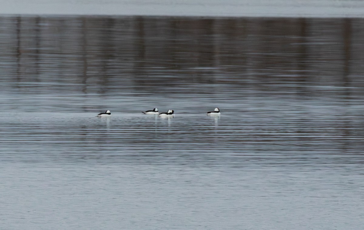 Bufflehead - ML646735762