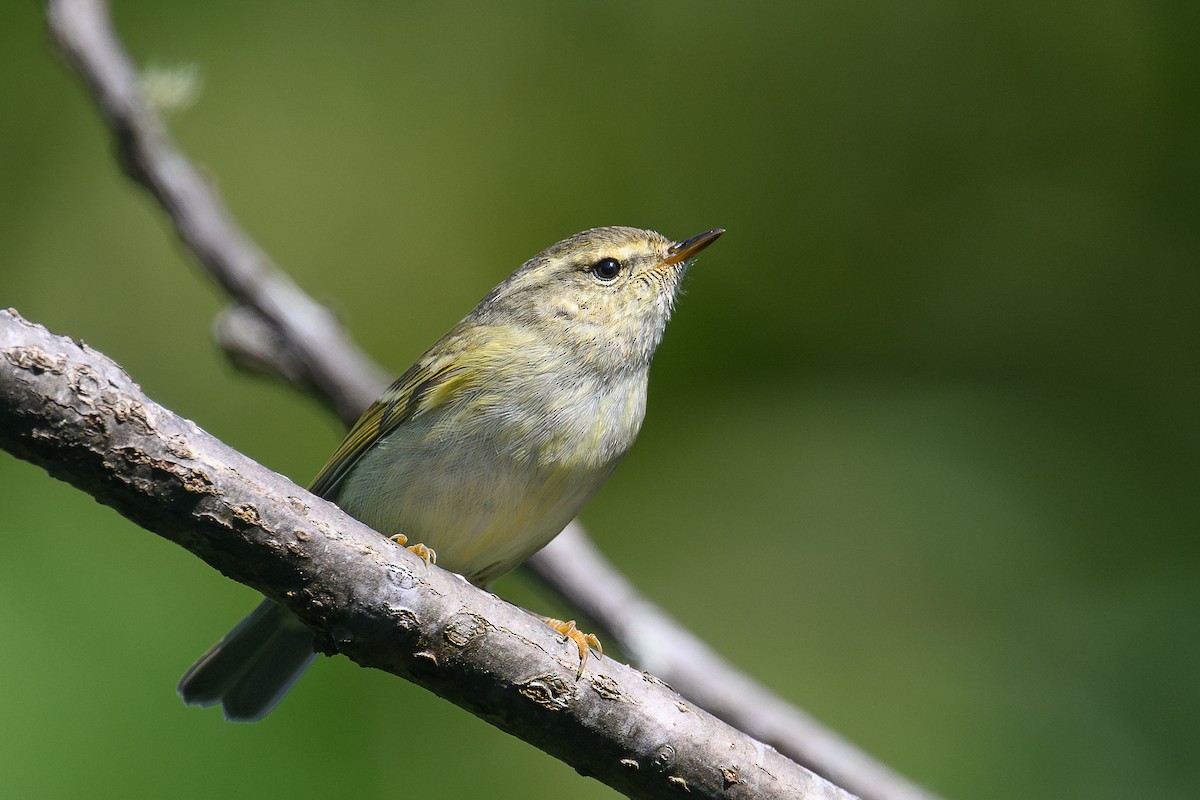 Hume's Warbler - ML646735767