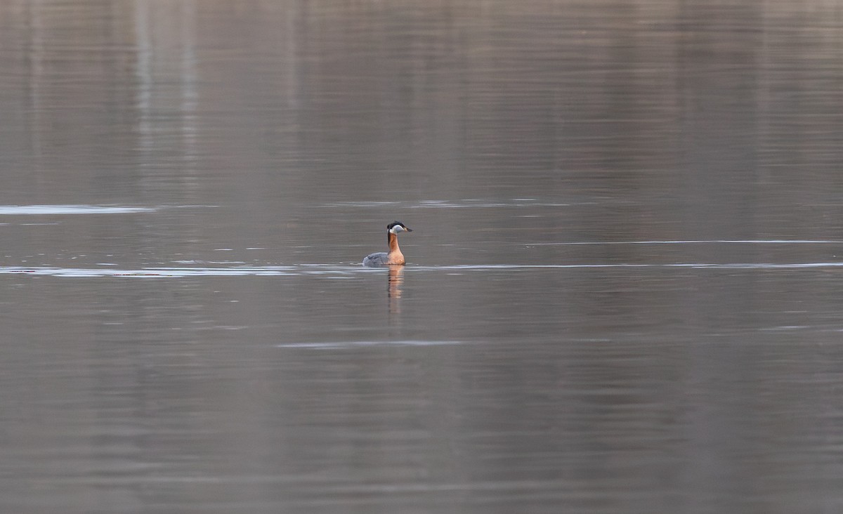 Буурал шунгуур - ML646735768