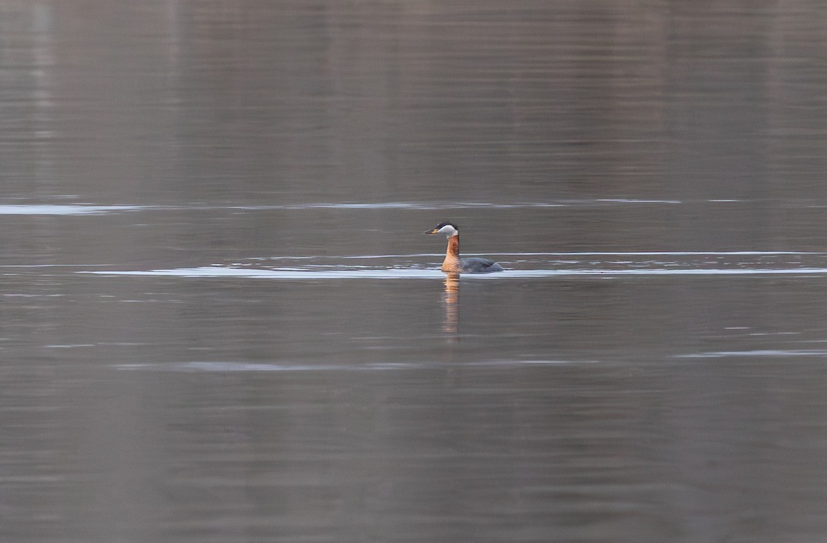 Буурал шунгуур - ML646735769