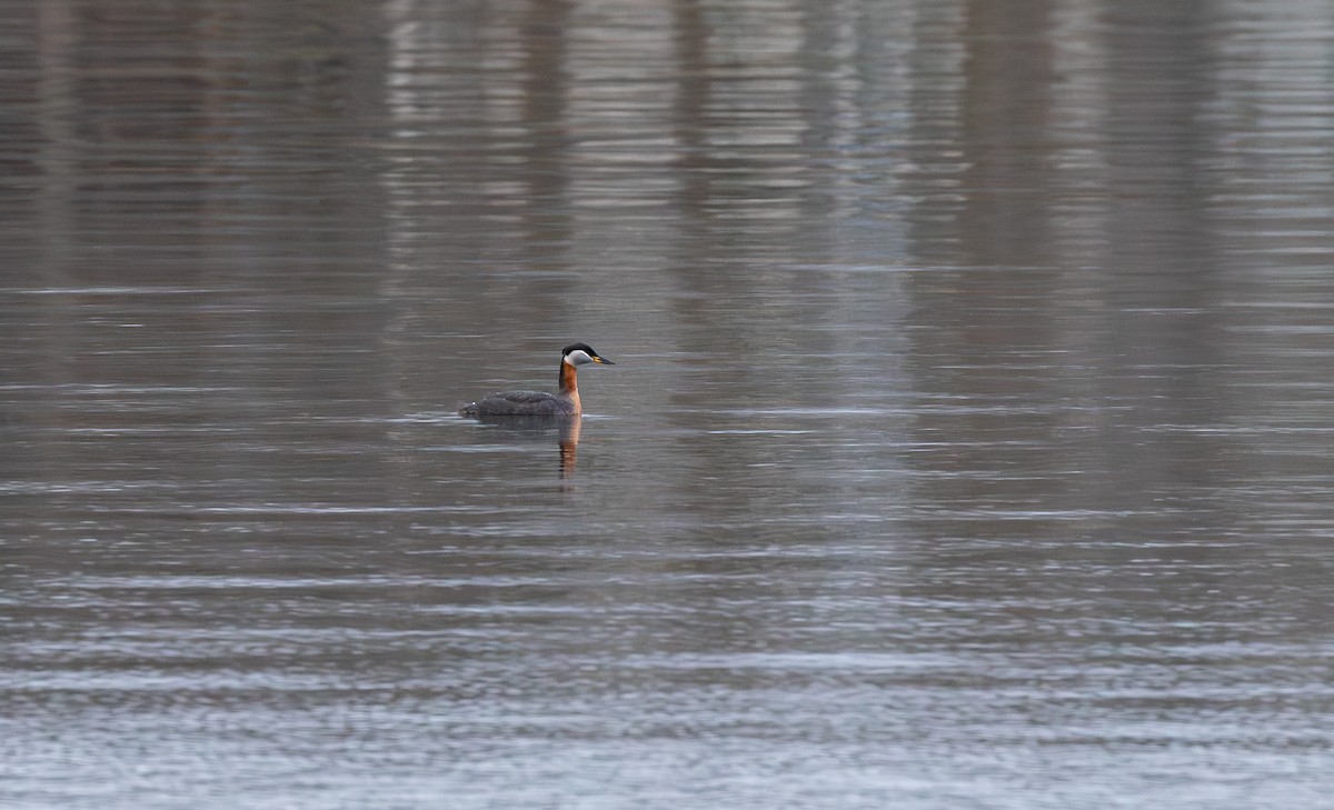 Буурал шунгуур - ML646735770