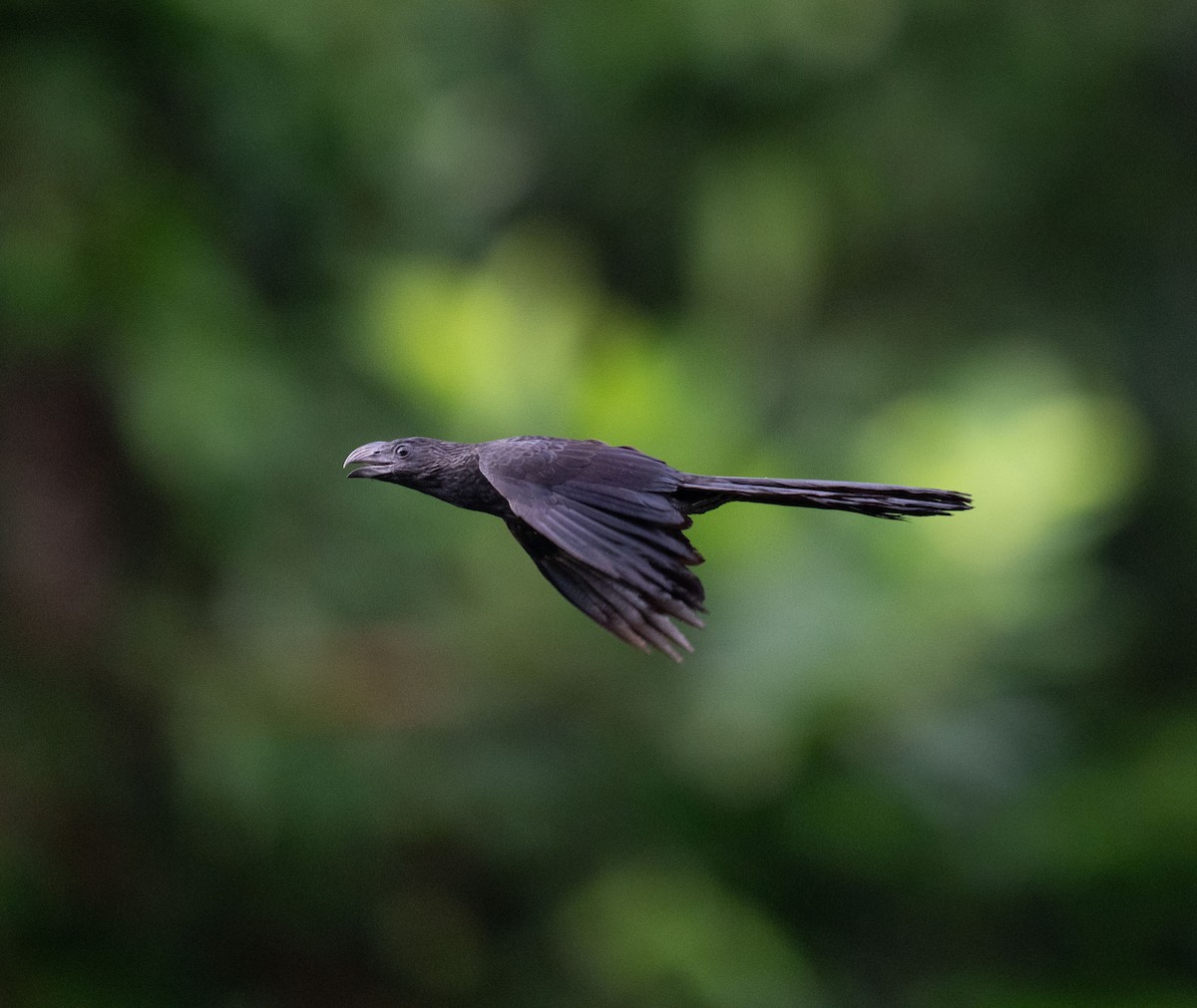 Groove-billed Ani - ML646735771