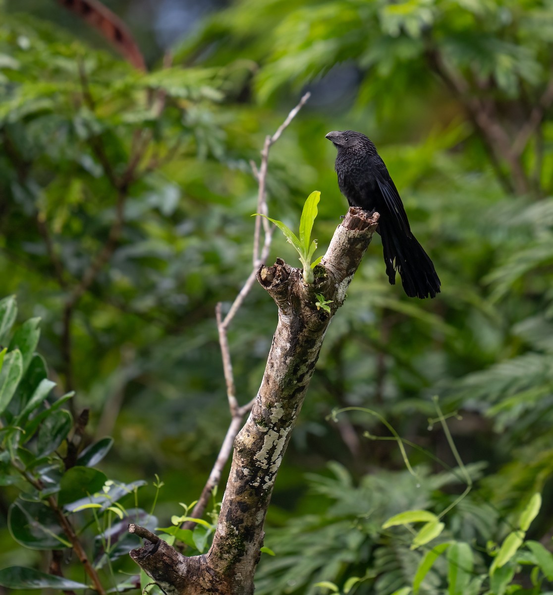 Groove-billed Ani - ML646735772