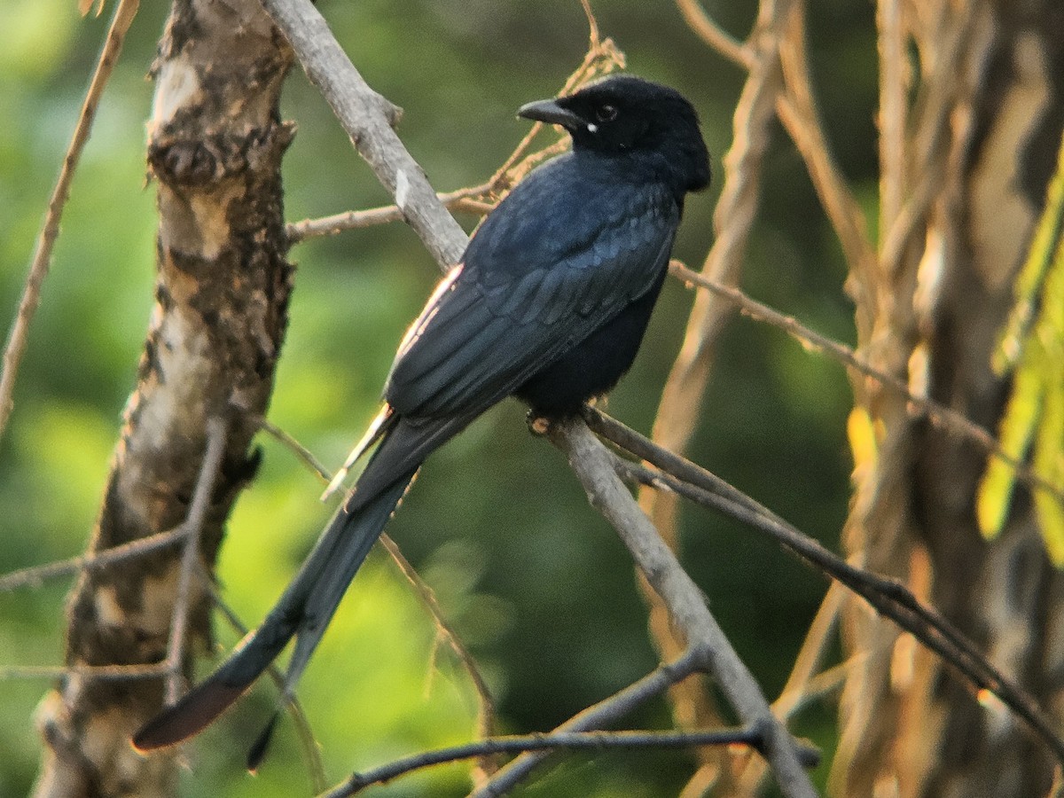 drongo černý - ML646735774